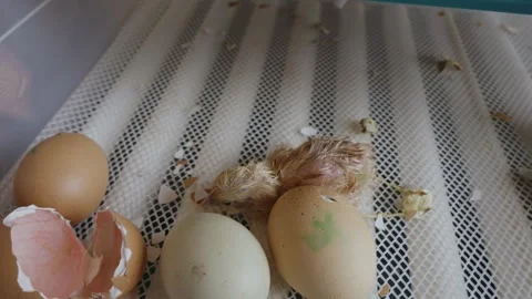 Small, wet, newborn chick breaking out of its shell and hatching from an egg Stock Footage 345524777