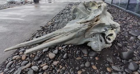 A small whales skeleton bone head Stock Photos