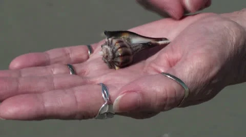 Small Whelk Stock Footage 25898311