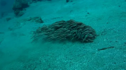 Small whiskered fish ball Stock Footage 45182860