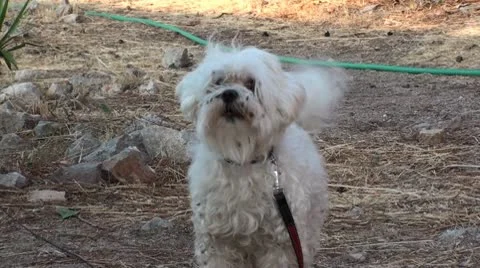 Small whit dog (2) Stock Footage 10747944