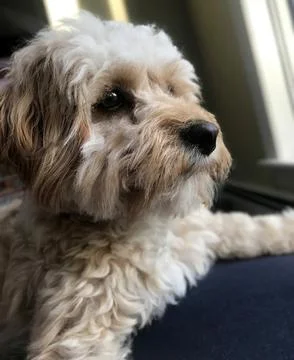Small White and Beige Cavapoo Puppy with Smiling Eyes Fotos de archivo