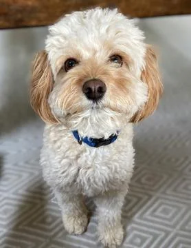 Small White and Beige Cavapoo Puppy with Smiling Eyes Fotos de archivo