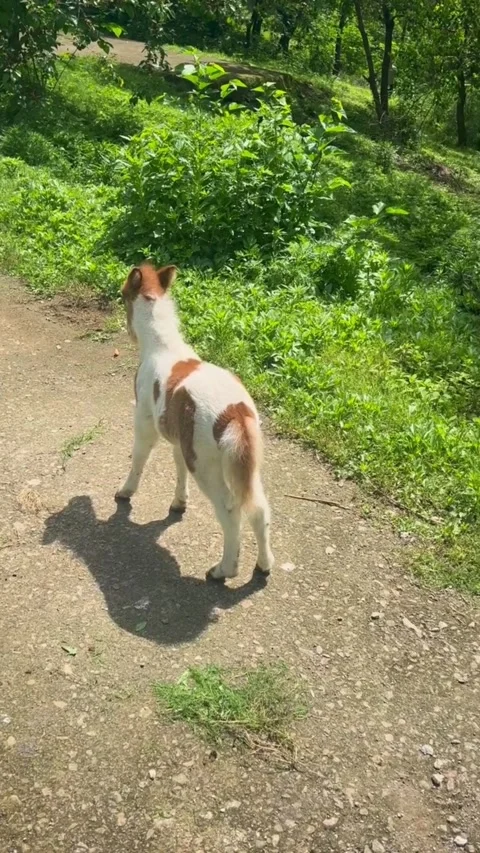 A small white and brown foal walking on a dirt path in a green forest Stockbeeldmateriaal 334635547
