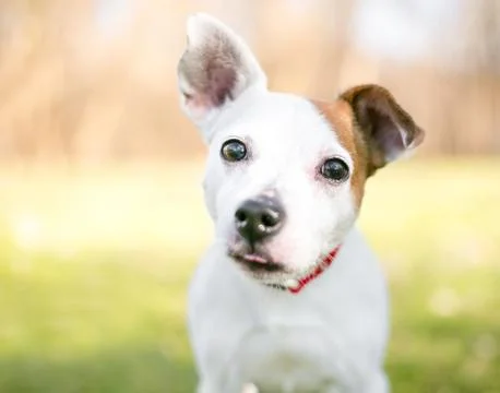 A small white and brown Jack Russell Terrier mixed breed dog with one upright Stock Photos