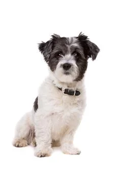 Small white and grey haired dog Stock Photos
