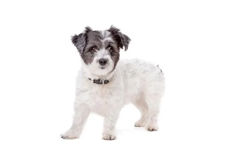 Small white and grey haired dog Stock Photos