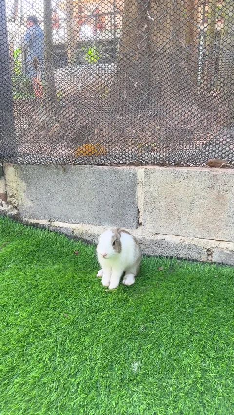 Small White and Grey Rabbit Grooming Itself on Artificial Turf Stock Footage 327121243