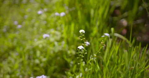 Small white and light purple flowers in tall grass Vídeo Stock 130910285
