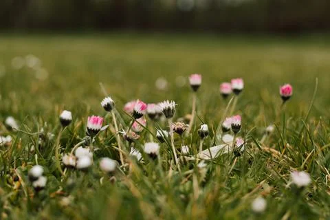Small white and pink spring flowers in the meadow in the grass Stock Photos