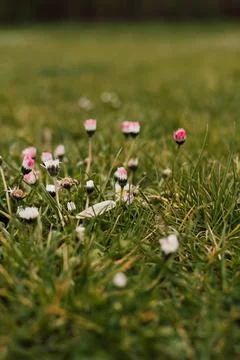 Small white and pink spring flowers in the meadow in the grass Stock Photos