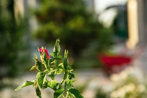 Small white and red roses in the sunset Stock Photos