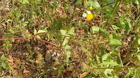 Small white and yellow petaled flowers blown by the wind Stock Footage 340539255
