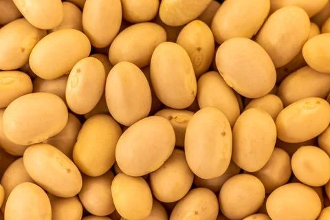 Small white beans macro close up shot Stock Photos