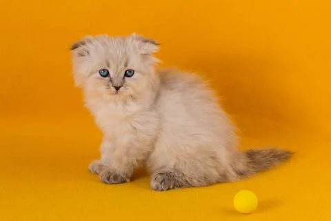 A small white beautiful long-haired kitten with blue eyes sits on a yellow ba Stock Photos