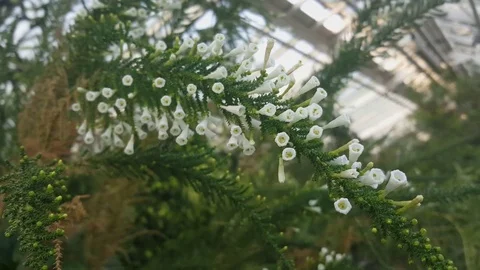 Small white bell shaped flowers close up, green leaves, Berlin botanical gardens Vídeos de archivo 76500925