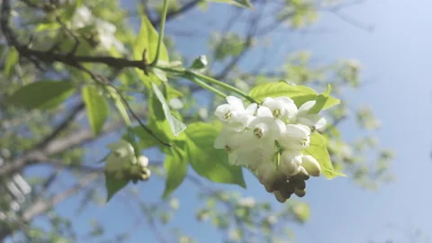 Small white bell-shaped flowers on blooming European bladdernut (Staphylea Stock Footage 314623977