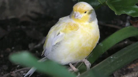 Small white bird in 4K Stock Footage 53123227