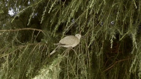 Small White Bird on a Branch Video stock 80526246