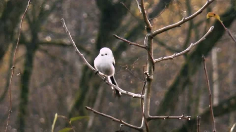 Small white bird on a branch in the forest. close-up Stock Footage 163785865
