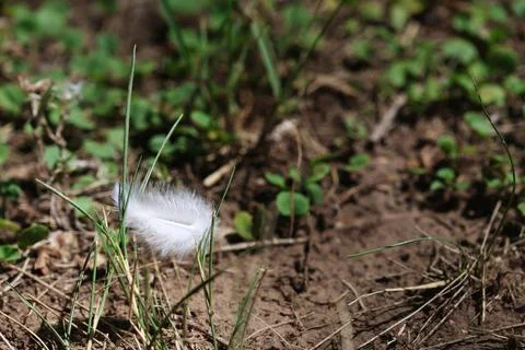 A small white bird feather tangled in a grass Stock Photos