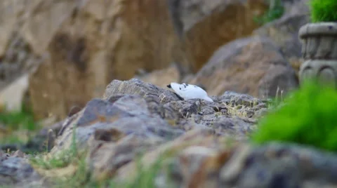 Small White Bird Feeding in the Rocks Vidéo 53232771