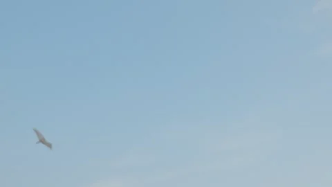 Small White Bird Flying Low Across Clear Blue Sky Stockbeeldmateriaal 339074201