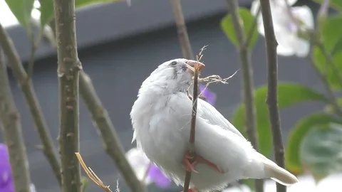 Small white bird Stock Footage 73276142
