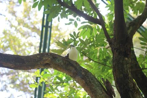 Small white bird perched on a textured tree branch amid bright green foliage  Stock Photos