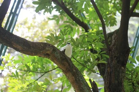 Small white bird perched on a thick tree branch surrounded by vibrant green l Stock Photos