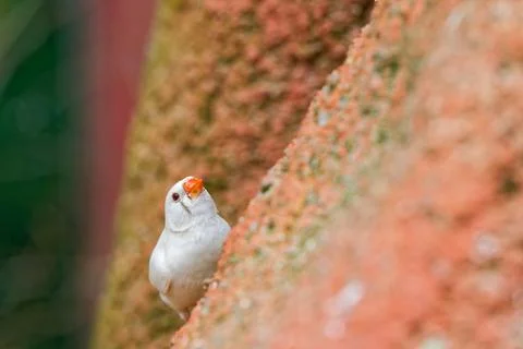 Small white bird with red beak perched on textured orange rock in natural e.. Stock Photos