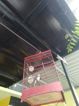 A small white bird sits inside a red cage that is hanging near some green lea Stock Photos