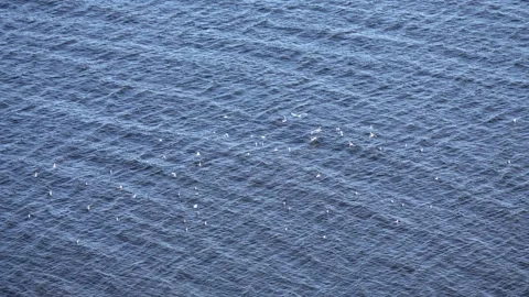 Small White Birds Fly Gracefully Over Deep Blue Ocean Ripples at Midday Stock Footage 345559142