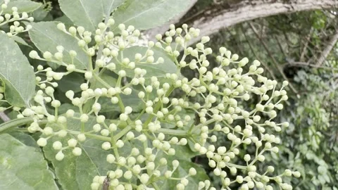Small white blossom clusters close up Stockbeeldmateriaal 334759943