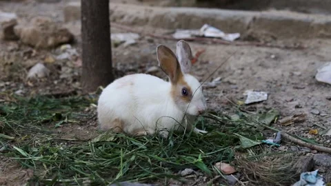 Small White Bunny Foraging Low on Green Grass Stock Footage 345698184