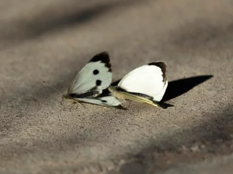 Small White butterflies Stock Photos