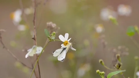 Small White Butterfly Feeding on Delicate White Flower in a Meadow Stock Footage 302299508