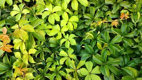 Small white butterfly flies against background of green wall of plants Stock Footage 252159333