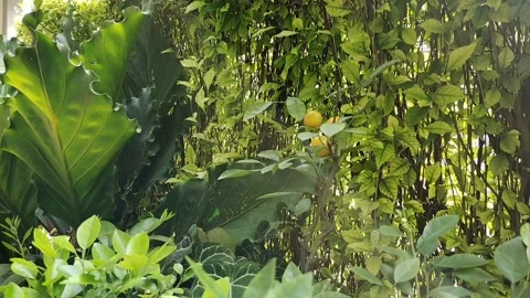 Small white butterfly Stock Footage 221382375