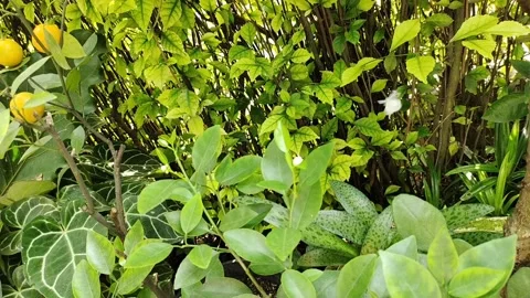 A small white butterfly Stock Footage 221382759