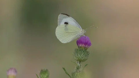 Small white butterfly perched on a thistle on a sunny summer day. Stock Footage 314215374