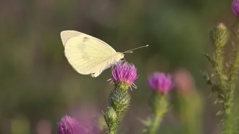 Small white butterfly perched on a thistle on a sunny summer day. Stock Footage 314215474