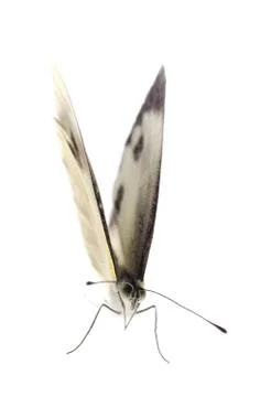 Small white butterfly Stock Photos