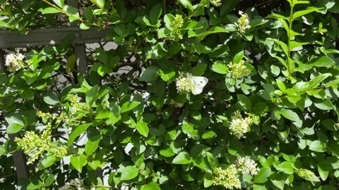 Small White Butterfly (Pieris rapae) moving around on a white flowering hedge Stock Footage 220506792