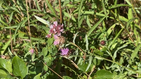 Small White butterfly (Pieris rapae) resting on vibrant purple wildflowers .. Stock Footage 335209491