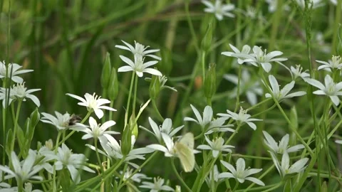 A small, white butterfly pollinates delicate flowers.Flower celebrity. Stock Footage 105345126