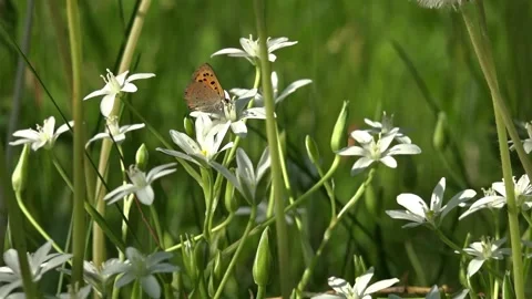 A small, white butterfly pollinates delicate flowers.Flower celebrity. Stock Footage 105345127