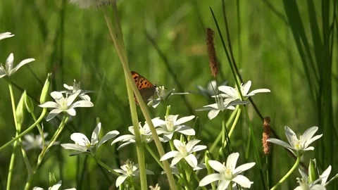 A small, white butterfly pollinates delicate flowers.Flower celebrity. Stock Footage 105345134