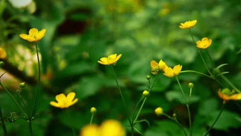 Small white butterfly rests on vibrant yellow blooms 스톡 동영상 335809461