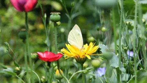 Small White Cabbage Butterfly feeding on Common Marigold blossom Stock Footage 91770018